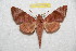  (Acosmeryx bismarckiana - BC-RBP 7589)  @11 [ ] Copyright (2013) Ron Brechlin coll. Ron Brechlin, Pasewalk