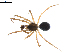  (Agyneta protrudens - BIOUG02783-A02)  @15 [ ] Copyright  G. Blagoev 2012 Unspecified