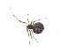  (Theridion petraeum - BIOUG01972-D03)  @13 [ ] Copyright  G. Blagoev 2012 Unspecified
