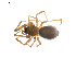  (Agyneta sp. 3RB - BIOUG01973-C07)  @13 [ ] Copyright  G. Blagoev 2012 Unspecified