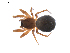  (Ceratinops inflatus - BIOUG01973-H02)  @14 [ ] Copyright  G. Blagoev 2012 Unspecified