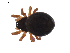  (Ceratinella ornatula - BIOUG01974-D05)  @14 [ ] Copyright  G. Blagoev 2012 Unspecified