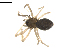  (Agyneta sp. 4GAB - BIOUG01974-H06)  @13 [ ] Copyright  G. Blagoev 2012 Unspecified