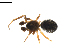  (Agyneta sp. 7RB - BIOUG01974-H09)  @12 [ ] Copyright  G. Blagoev 2012 Unspecified