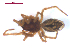  ( - 10-SKBC-0476)  @13 [ ] CreativeCommons - Attribution (2010) Unspecified Centre for Biodiversity Genomics