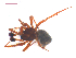  ( - 10-SKBC-0390)  @13 [ ] CreativeCommons - Attribution (2010) Unspecified Centre for Biodiversity Genomics