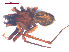  ( - 10-SKBC-0499)  @12 [ ] CreativeCommons - Attribution (2010) Unspecified Centre for Biodiversity Genomics