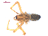  ( - 10-SKBC-0500)  @12 [ ] CreativeCommons - Attribution (2010) Unspecified Centre for Biodiversity Genomics