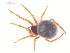  (Crustulina sticta - 10-SKBC-0037)  @14 [ ] CreativeCommons - Attribution (2010) Unspecified Centre for Biodiversity Genomics