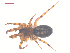  ( - 10-SKBC-0289)  @13 [ ] CreativeCommons - Attribution (2010) Unspecified Centre for Biodiversity Genomics