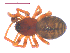  (Grammonota kincaidi - 10-SKBC-0384)  @13 [ ] CreativeCommons - Attribution (2010) Unspecified Centre for Biodiversity Genomics