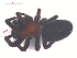  ( - 10-SKBC-0149)  @12 [ ] CreativeCommons - Attribution (2010) Unspecified Centre for Biodiversity Genomics