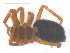  ( - 10-SKBC-0249)  @12 [ ] CreativeCommons - Attribution (2010) Unspecified Centre for Biodiversity Genomics