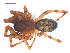  ( - 10-SKBC-0481)  @13 [ ] CreativeCommons - Attribution (2010) Unspecified Centre for Biodiversity Genomics