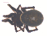  ( - 10-SKBC-0156)  @13 [ ] CreativeCommons - Attribution (2010) Unspecified Centre for Biodiversity Genomics