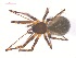  (Arcuphantes arcuatulus - 10-SKBC-0076)  @13 [ ] CreativeCommons - Attribution (2010) Unspecified Centre for Biodiversity Genomics