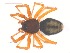  (Agyneta sp - 10-SKBC-0078)  @14 [ ] CreativeCommons - Attribution (2010) Unspecified Centre for Biodiversity Genomics