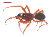  ( - 10-SKBC-0388)  @13 [ ] CreativeCommons - Attribution (2010) Unspecified Centre for Biodiversity Genomics