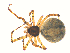  (Theridion mystaceum - 10-SKBC-0756)  @13 [ ] CreativeCommons - Attribution (2010) Unspecified Centre for Biodiversity Genomics