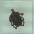  (Hyalomma lusitanicum - NMNH-2022-023-A08)  @11 [ ] No Rights Reserved (2022) Yvonne Linton Smithsonian Institution National Museum of Natural History