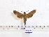  ( - BC-Mel 0547)  @13 [ ] Copyright (2010) Unspecified Research Collection of Tomas Melichar