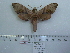  ( - BC-Mel 0595)  @13 [ ] Copyright (2010) Unspecified Research Collection of Tomas Melichar