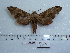  ( - BC-Mel 0599)  @13 [ ] Copyright (2010) Unspecified Research Collection of Tomas Melichar