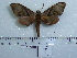  (Daphnusa zythum - BC-Mel 0603)  @13 [ ] Copyright (2010) Unspecified Research Collection of Tomas Melichar