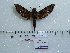  ( - BC-Mel 0605)  @13 [ ] Copyright (2010) Unspecified Research Collection of Tomas Melichar