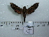  ( - BC-Mel 0606)  @13 [ ] Copyright (2010) Unspecified Research Collection of Tomas Melichar