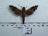  (Temnora hollandi - BC-Mel 0615)  @14 [ ] Copyright (2010) Unspecified Research Collection of Tomas Melichar