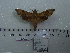  (Temnora spiritus akissi - BC-Mel 0620)  @12 [ ] Copyright (2010) Unspecified Research Collection of Tomas Melichar