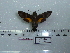  ( - BC-Mel 0630)  @13 [ ] Copyright (2010) Unspecified Research Collection of Tomas Melichar