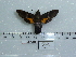  ( - BC-Mel 0631)  @13 [ ] Copyright (2010) Unspecified Research Collection of Tomas Melichar