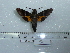  ( - BC-Mel 0632)  @13 [ ] Copyright (2010) Unspecified Research Collection of Tomas Melichar