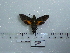  ( - BC-Mel 0646)  @13 [ ] Copyright (2010) Unspecified Research Collection of Tomas Melichar