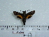  ( - BC-Mel 0648)  @13 [ ] Copyright (2010) Unspecified Research Collection of Tomas Melichar