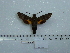  ( - BC-Mel 0654)  @13 [ ] Copyright (2010) Unspecified Research Collection of Tomas Melichar