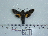  ( - BC-Mel 0685)  @12 [ ] Copyright (2010) Unspecified Research Collection of Tomas Melichar