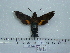  ( - BC-Mel 0694)  @12 [ ] Copyright (2010) Unspecified Research Collection of Tomas Melichar