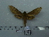  ( - BC-Mel 0726)  @12 [ ] Copyright (2010) Unspecified Research Collection of Tomas Melichar