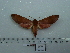  ( - BC-Mel 0732)  @12 [ ] Copyright (2010) Unspecified Research Collection of Tomas Melichar