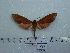  ( - BC-Mel 0733)  @12 [ ] Copyright (2010) Unspecified Research Collection of Tomas Melichar