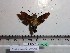  (Macroglossum bombylans - BC-Mel 0760)  @11 [ ] Copyright (2010) Unspecified Research Collection of Tomas Melichar
