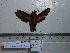  ( - BC-Mel 0775)  @11 [ ] Copyright (2010) Unspecified Research Collection of Tomas Melichar