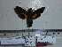  ( - BC-Mel 0776)  @11 [ ] Copyright (2010) Unspecified Research Collection of Tomas Melichar