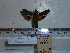  ( - BC-Mel 0778)  @11 [ ] Copyright (2010) Unspecified Research Collection of Tomas Melichar