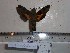  ( - BC-Mel 0781)  @11 [ ] Copyright (2010) Unspecified Research Collection of Tomas Melichar