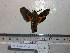  ( - BC-Mel 0782)  @11 [ ] Copyright (2010) Unspecified Research Collection of Tomas Melichar