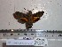  ( - BC-Mel 0783)  @11 [ ] Copyright (2010) Unspecified Research Collection of Tomas Melichar